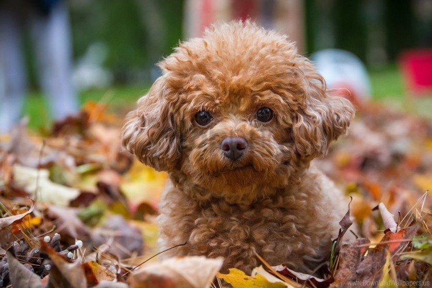 dog leaves poodle puppy wallpaper Isolated Graphic on HighResolution Transparent PNG