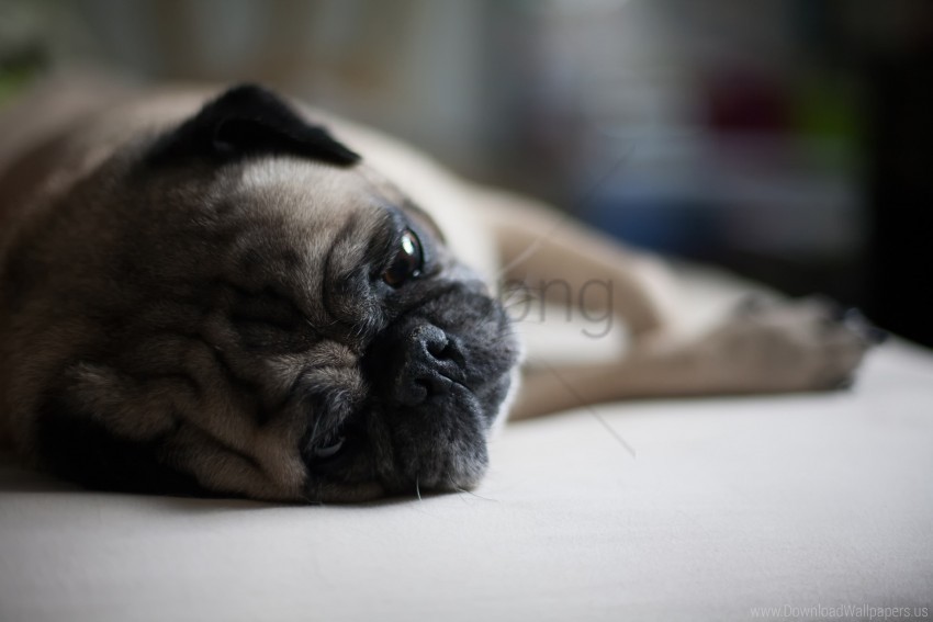 dog lies muzzle pug wallpaper PNG Graphic with Transparent Isolation