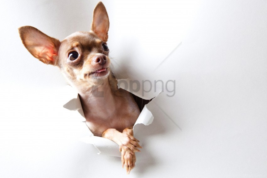 dog look paper toy terrier wonder wallpaper PNG Image with Clear Isolated Object