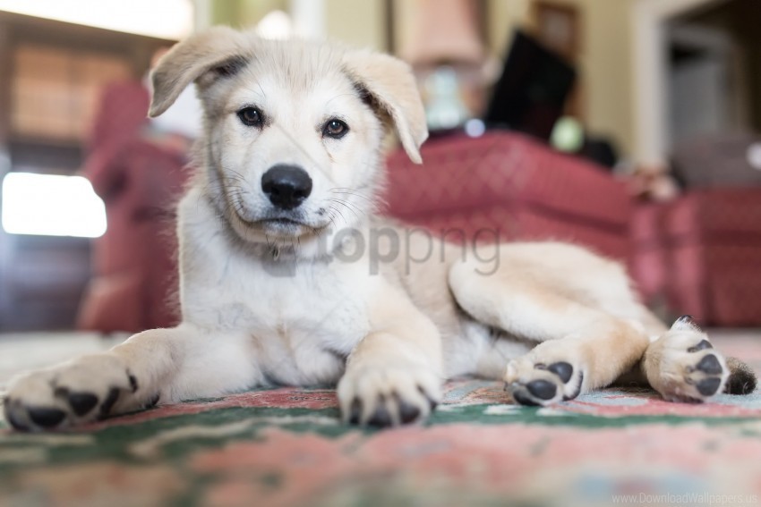 dog lying puppy smoothcoat wallpaper PNG with transparent overlay