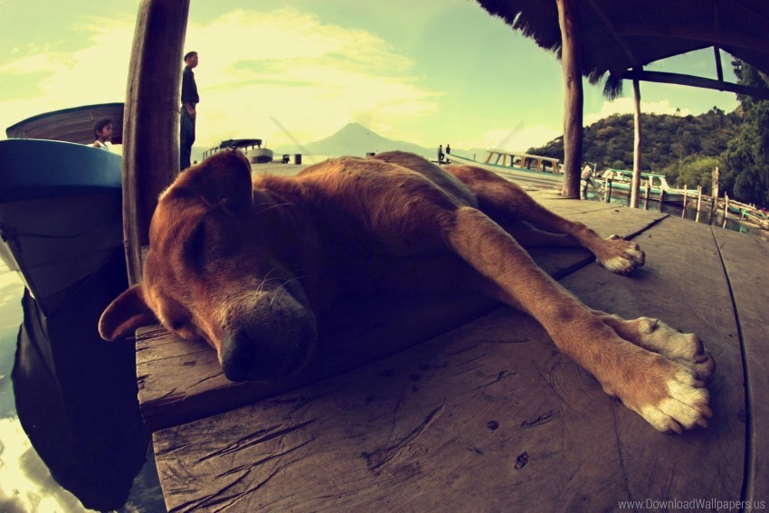 dog lying rest sleeping wallpaper Transparent PNG images bulk package