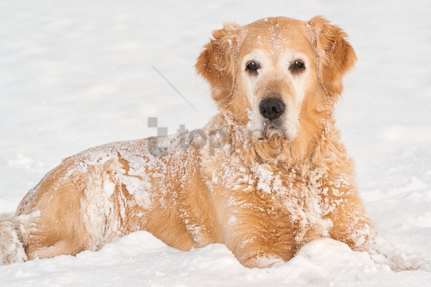 dog lying snout snow wallpaper PNG for online use