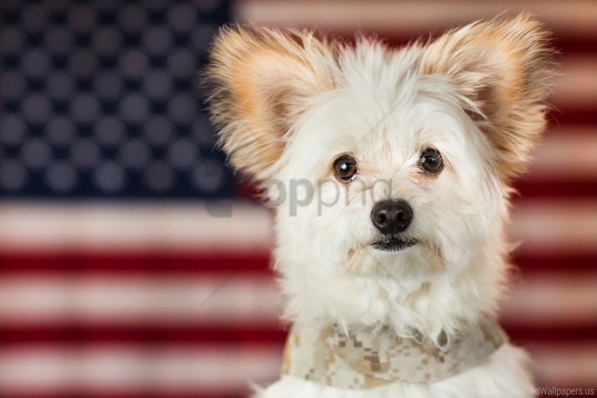 dog maltese puppy wallpaper Clear PNG image