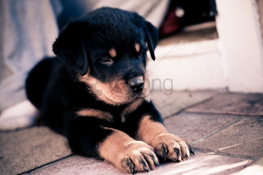 dog muzzle paws puppy rottweiler wallpaper PNG Isolated Subject with Transparency