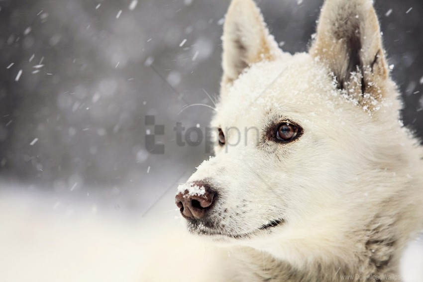 dog muzzle pro snow wallpaper PNG with alpha channel for download