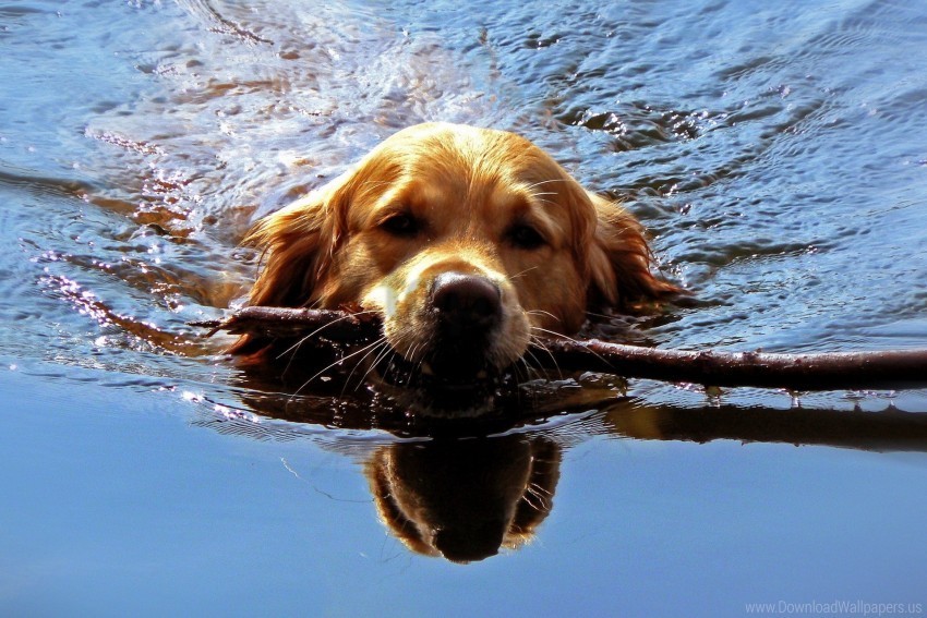dog muzzle stick swim team wallpaper Transparent background PNG gallery