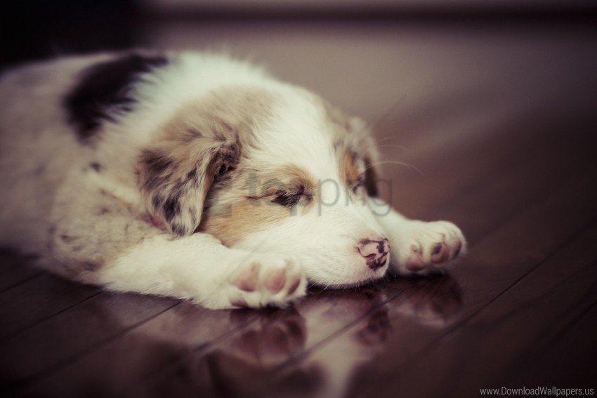 dog puppy sleep spotted wallpaper PNG with no background required
