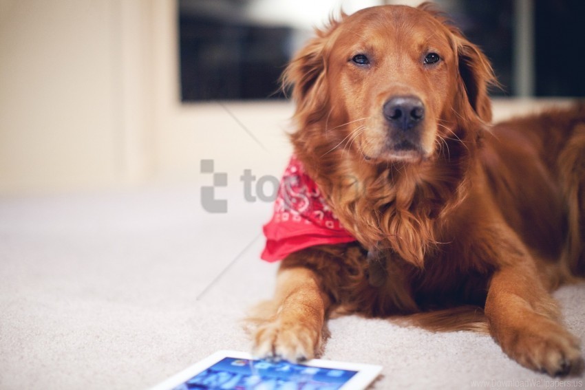 dog red tablet wallpaper Isolated Item on Clear Transparent PNG