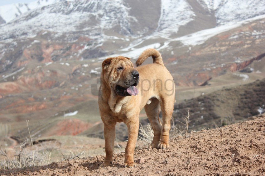 dog walking puppy shar pei wallpaper PNG Image with Transparent Cutout