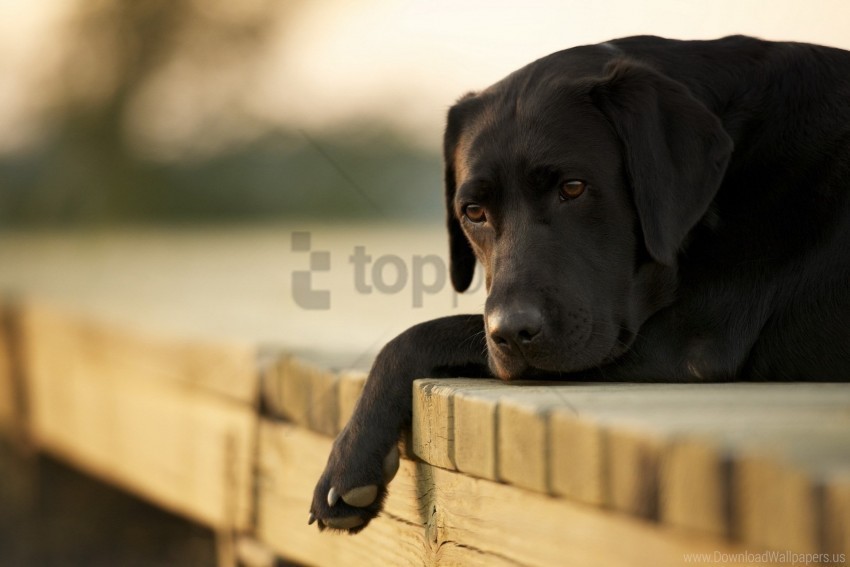 dogs down labrador sad wallpaper HighQuality Transparent PNG Isolated Object