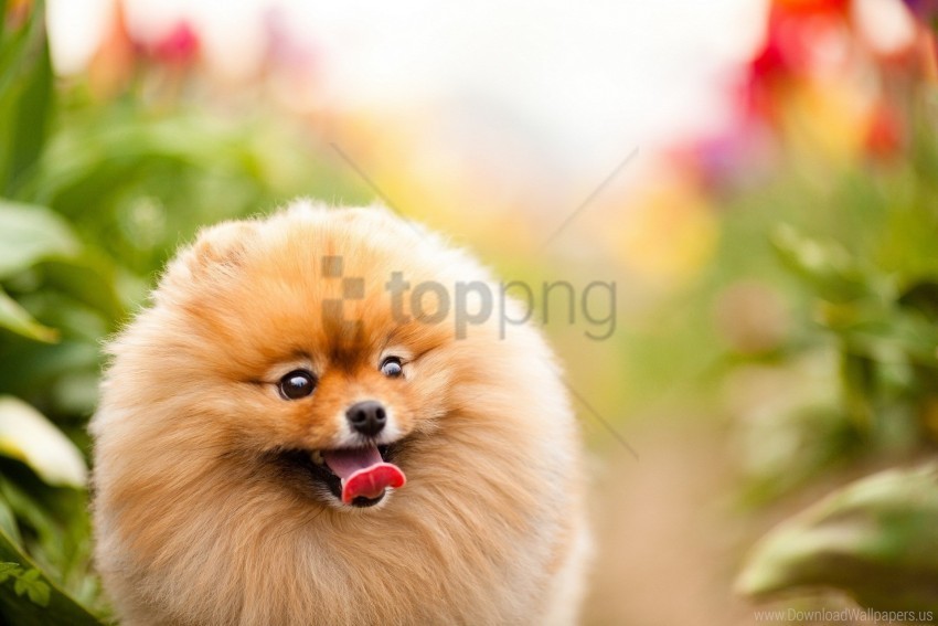 dogs face furry protruding tongue wallpaper Transparent PNG Isolated Graphic Element