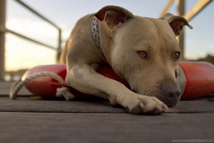 dogs face lie rest wallpaper PNG for online use