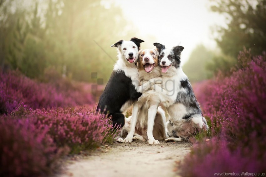 Dogs Flowers Grass Photo Shoot Three Wallpaper PNG Files With No Background Bundle