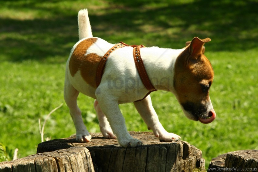 dogs jack russell mood nature tree stump walking wallpaper Transparent PNG images bulk package