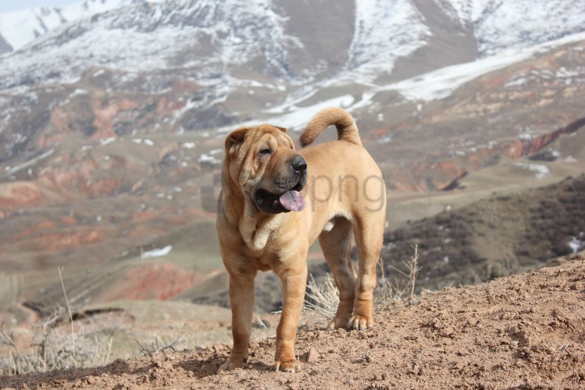 dogs mountains shar pei spring wallpaper PNG without watermark free