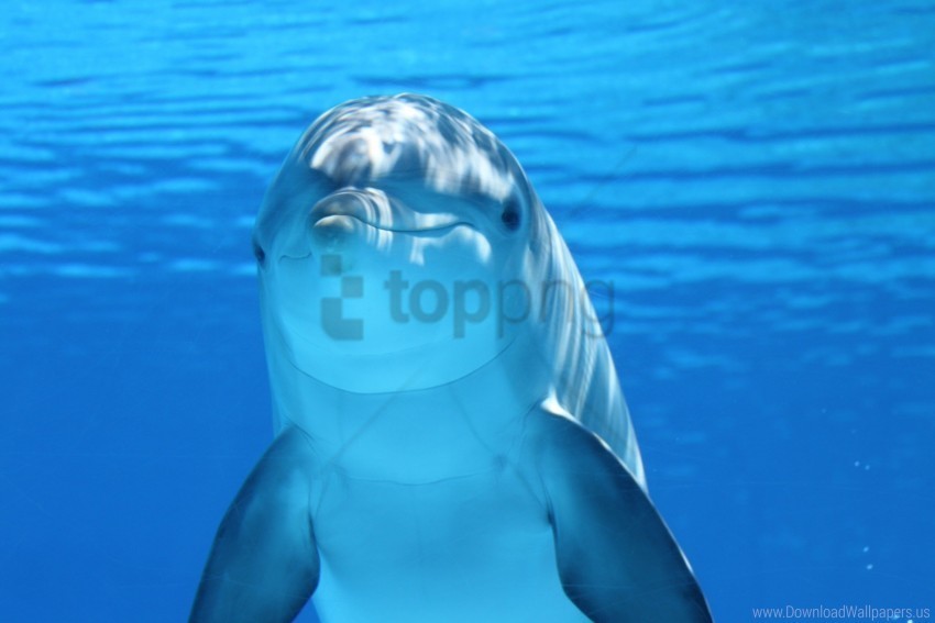 dolphin mammal underwater wallpaper Transparent PNG art