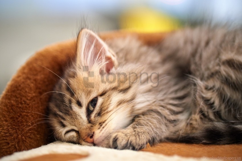 down face fluffy kitten wallpaper PNG files with no royalties