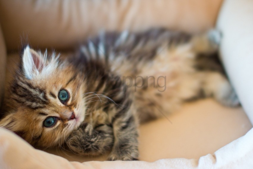 down face fluffy kitty playful wallpaper PNG images with transparent canvas