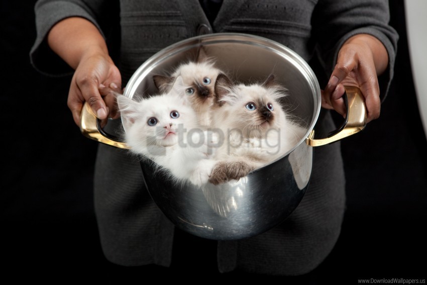 down fluffy hands kittens pan wallpaper PNG Image Isolated with HighQuality Clarity