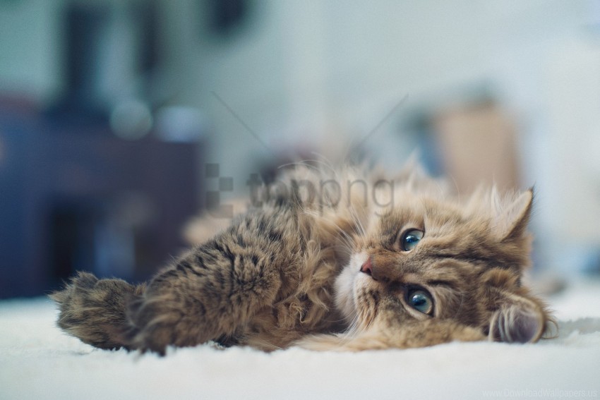 down fluffy kitten wallpaper Isolated Item with Transparent Background PNG