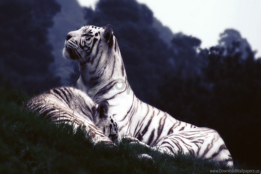 dream grass tigers wallpaper PNG with alpha channel for download