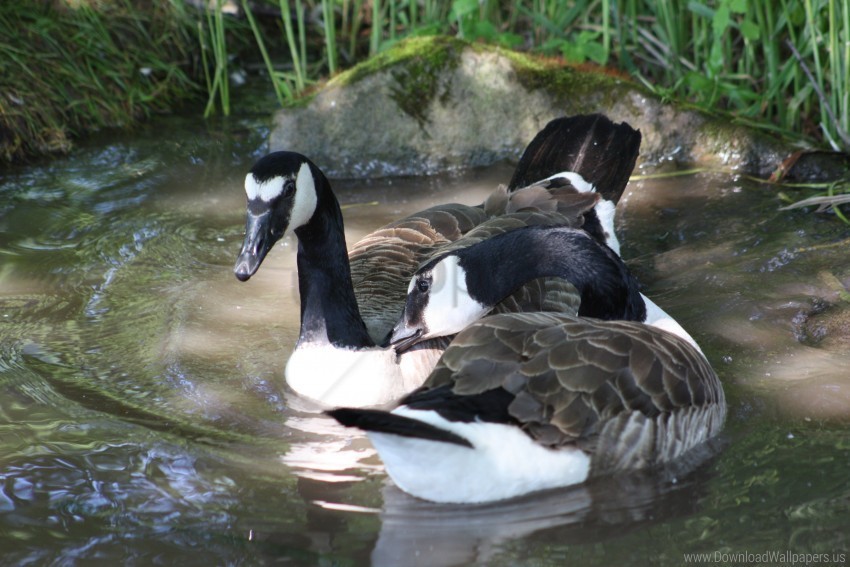 ducks lake pond swim wallpaper Transparent PNG images database