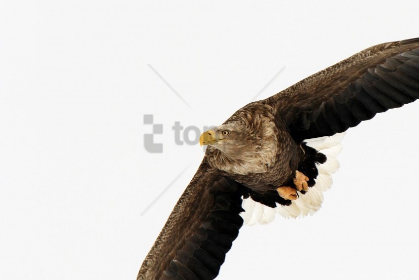 eagle japan tailed white wallpaper HighQuality Transparent PNG Isolated Graphic Design