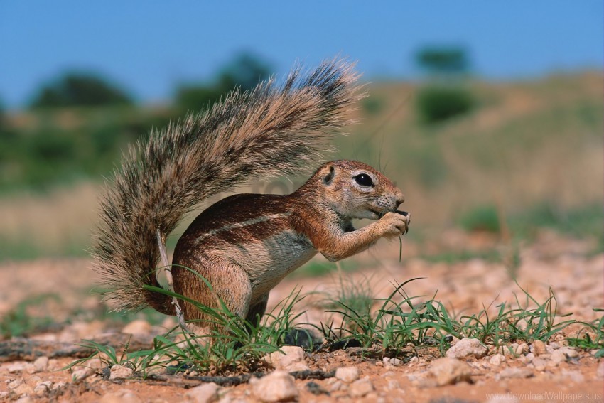 earth grass ground squirrels rodent sky wallpaper PNG Image Isolated with Transparent Detail