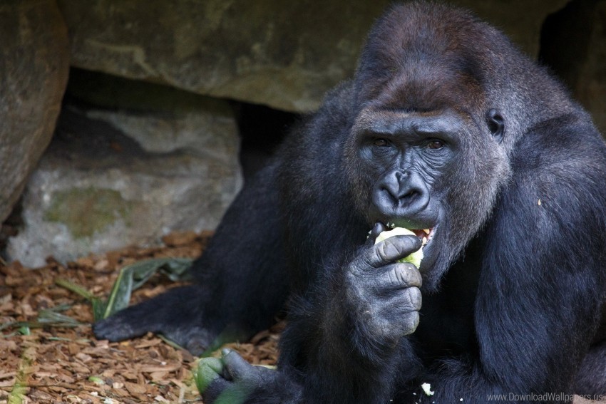 eating gorilla sitting snout wallpaper PNG Graphic Isolated on Clear Background Detail