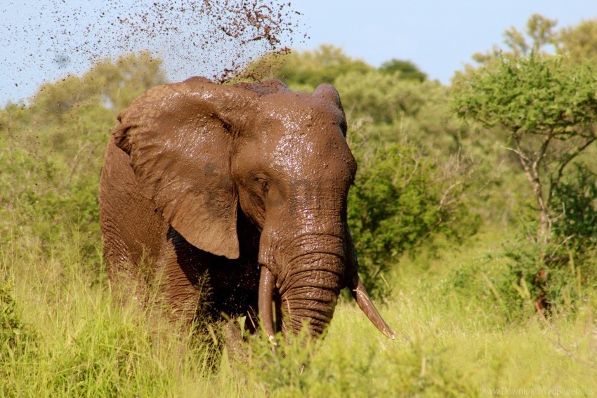 elephant grass mud walk wallpaper PNG images for mockups