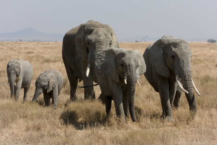 elephants grass walk wallpaper Transparent background PNG stockpile assortment