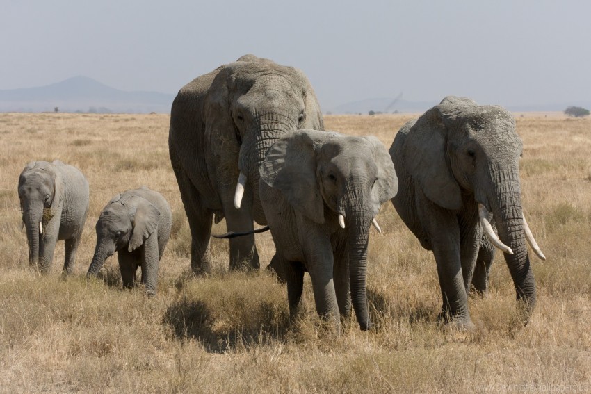 Elephants Grass Walk Wallpaper Transparent Background PNG Stockpile Assortment