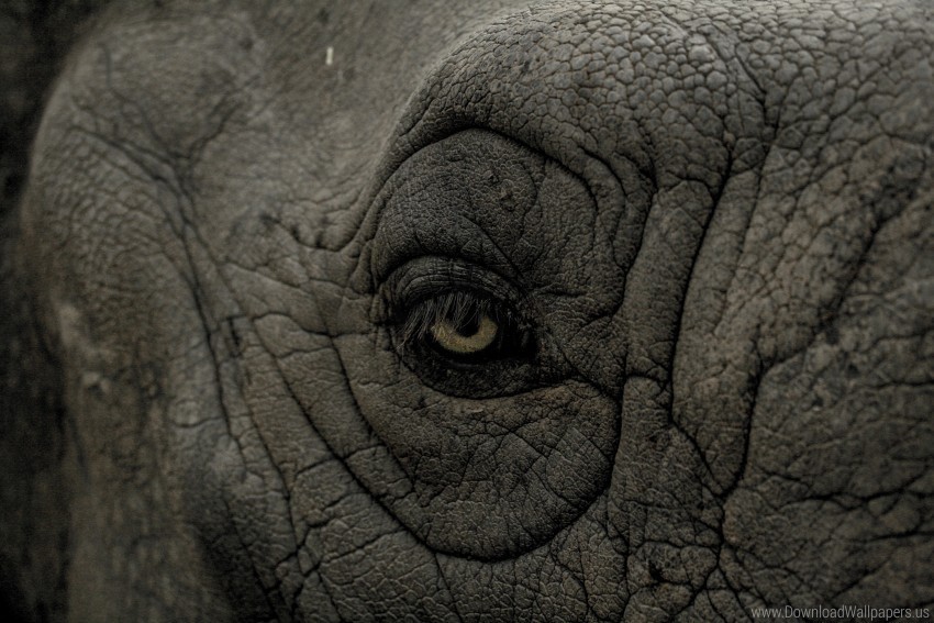 eye rhino wrinkles wallpaper Clear PNG images free download