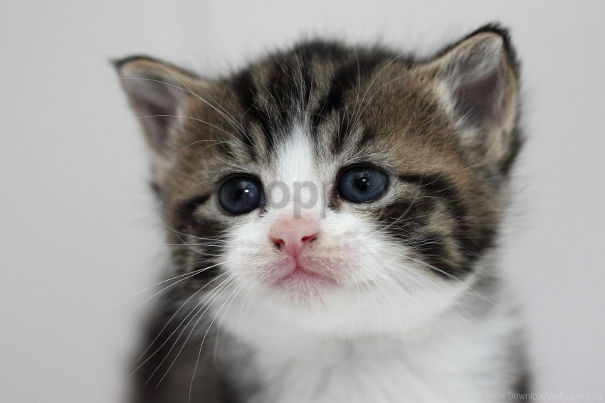 eyes face kitten tenderness wallpaper PNG with alpha channel