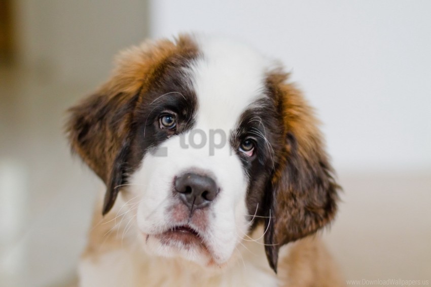 eyes face puppy st bernard wallpaper PNG Graphic Isolated on Transparent Background