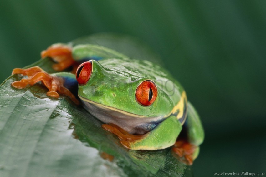 eyes frog leaf wet wallpaper PNG no watermark