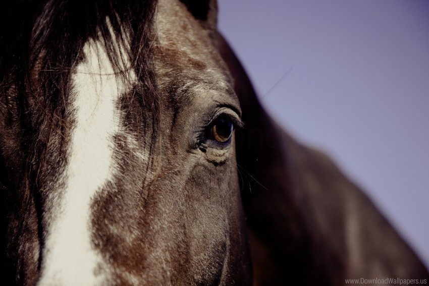 Eyes Horse Mane Wallpaper PNG Image With Transparent Isolated Graphic Element