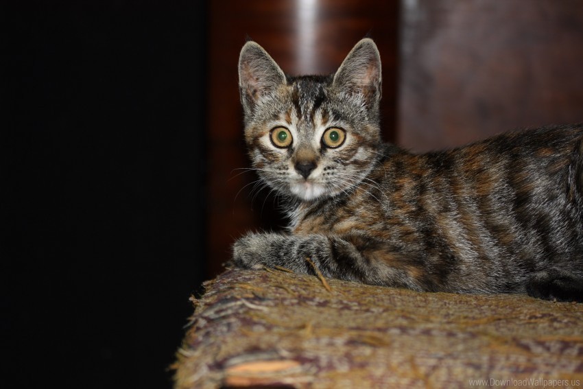 eyes kitten surprise tabby wallpaper Free PNG images with alpha channel