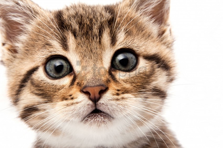face fluffy kitten look wallpaper PNG images with clear alpha channel