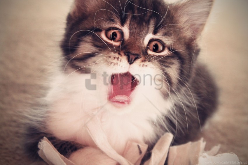 face fluffy kitten mouth open wallpaper Clear Background Isolation in PNG Format