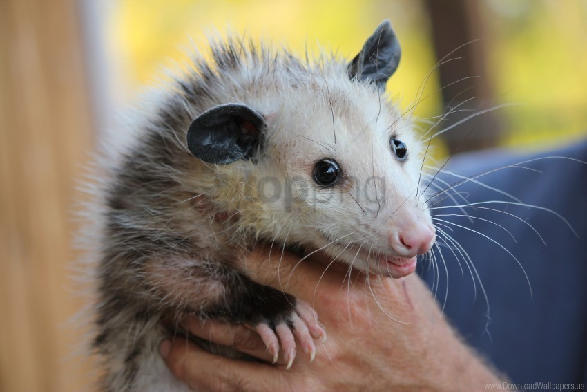 face hands opossum rodent wallpaper PNG Object Isolated with Transparency