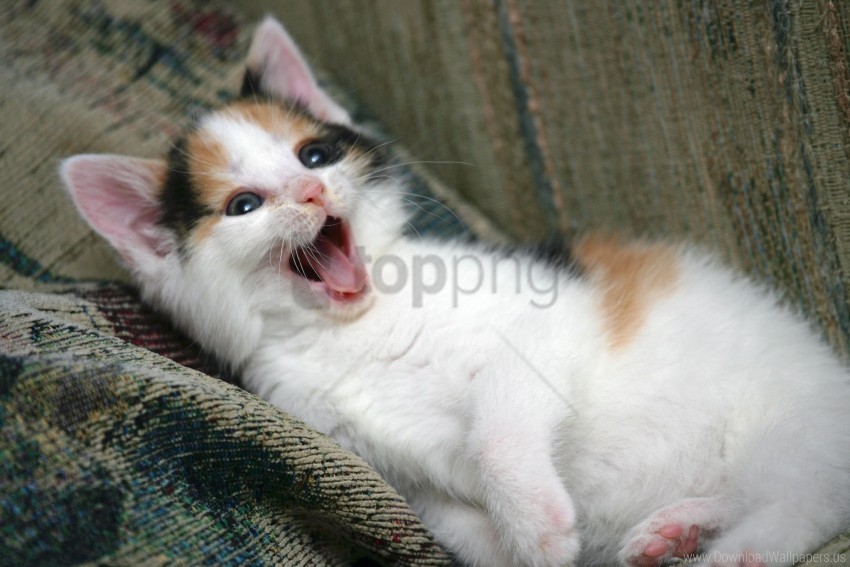 face kitten playful yawn wallpaper PNG for personal use