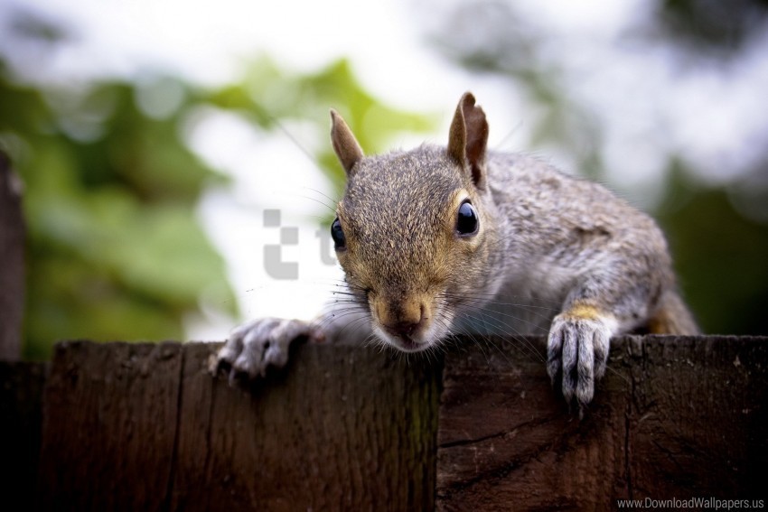 face look out squirrel wallpaper Clean Background Isolated PNG Art