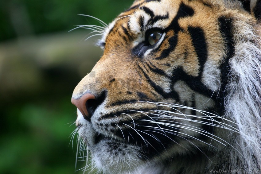 face predator tiger whiskers wallpaper Free PNG transparent images