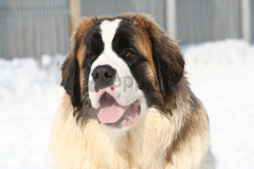 face snow st bernard tired wallpaper PNG images with alpha transparency selection