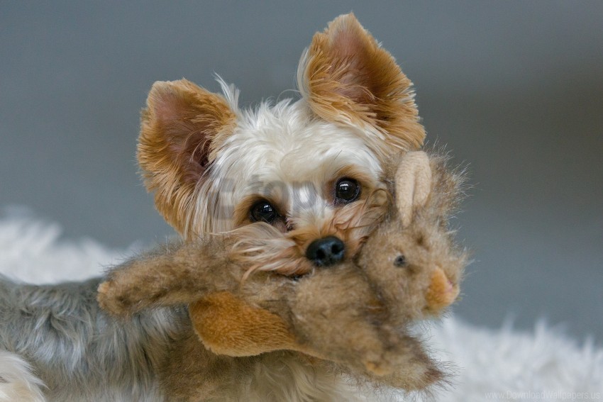 face toy yorkshire terrier wallpaper Isolated Subject in Transparent PNG