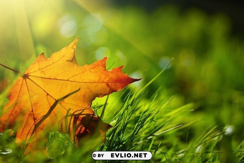 fall leaf and green grass PNG files with no backdrop wide compilation