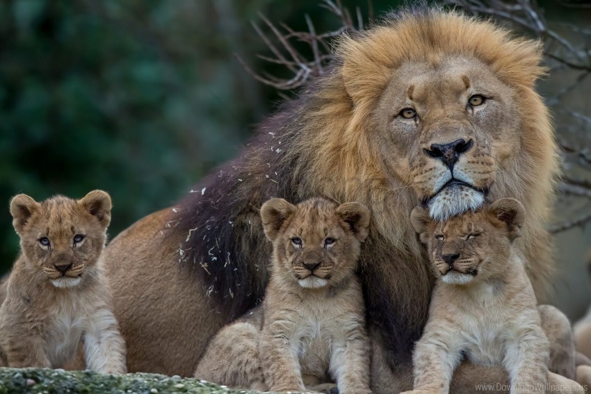 family lion lioness predators young wallpaper Free PNG images with alpha transparency comprehensive compilation