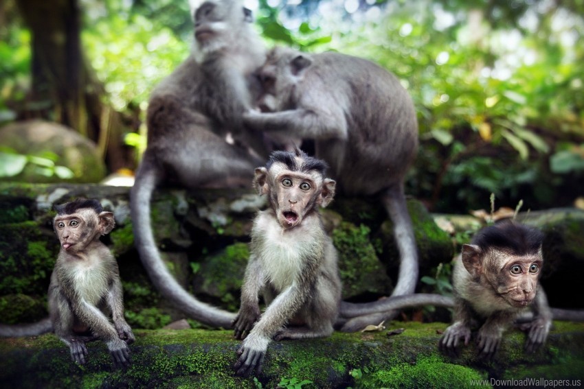 family monkey moss stones wallpaper PNG with no background required