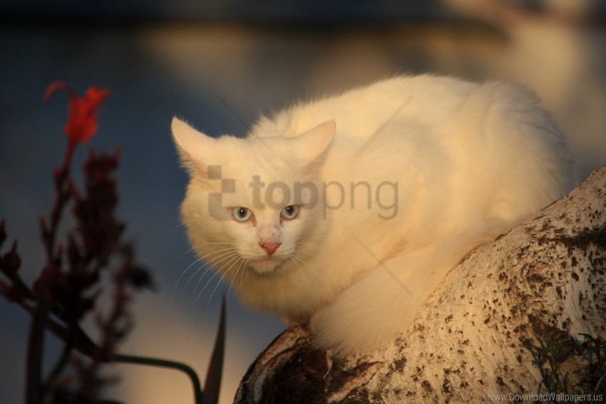 fear tree white cat wallpaper Isolated Element in Transparent PNG